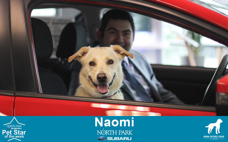 Naomi - North Park Subaru Pet Star