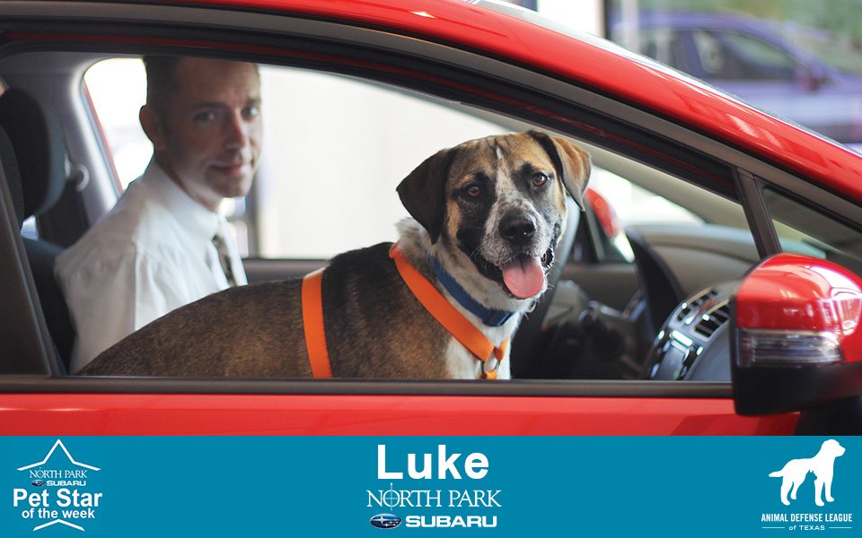Luke - North Park Subaru Pet Star