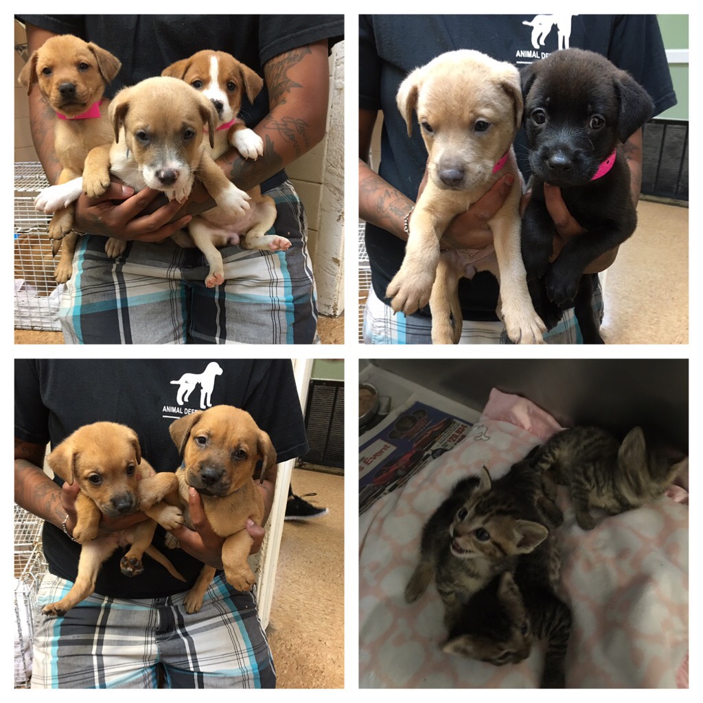 Foster Puppies at Animal Defense League of Texas | San Antonio