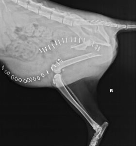 Bradie's Xrays
