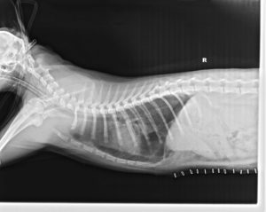 Bradie's Xrays