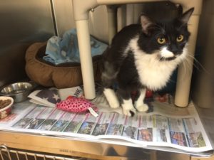 Our undercat of the week - Bradie in her kennel