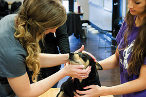 Pet Wellness Clinic | Low-income vaccinations|