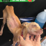 Stimpy emaciated rescue dog