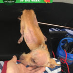 Stimpy emaciated rescue dog
