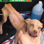 Stimpy emaciated rescue dog