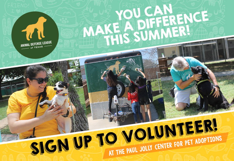 Summer volunteers needed for the Paul Jolly Center for Pet Adoptions