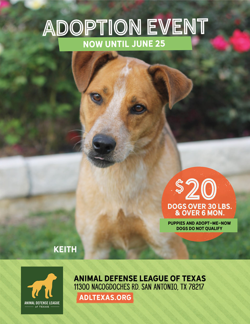 adoption special