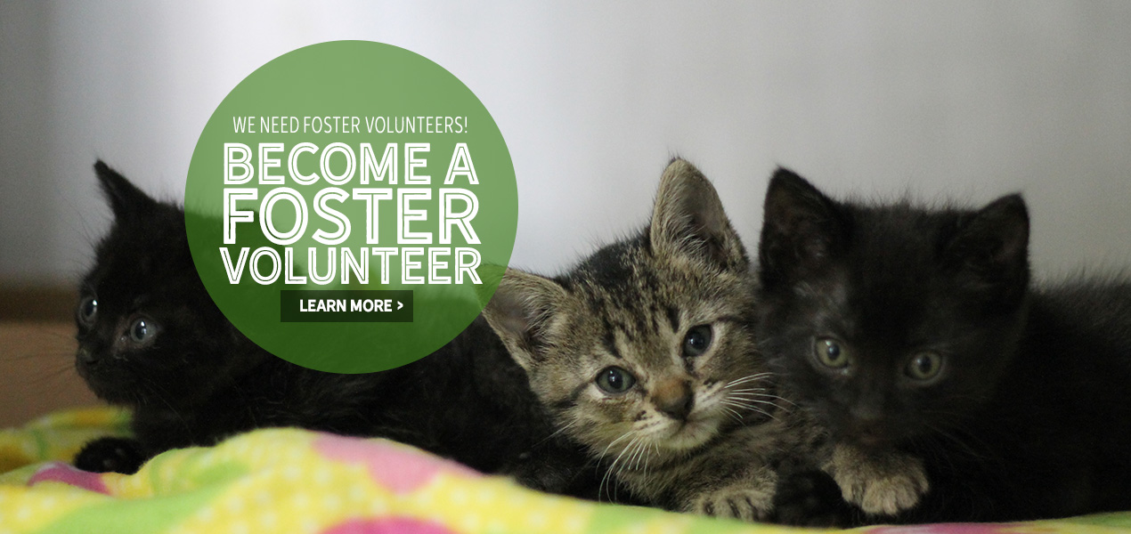 Foster cats and dogs from the Animal Defense League | San Antonio