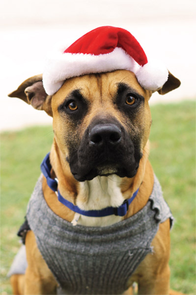 Holiday Pet Hazards