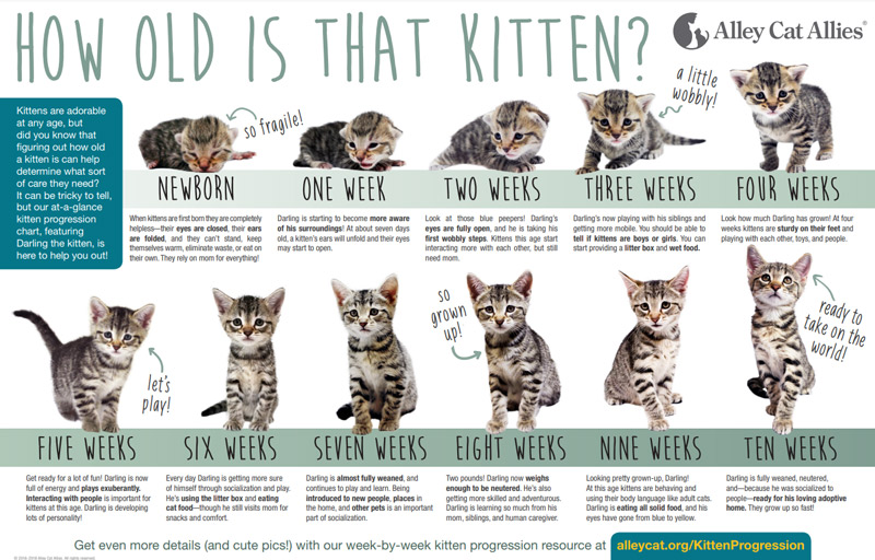 How old is that kitten