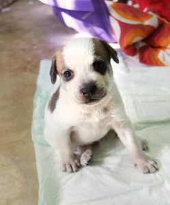 Puppy Pads needed