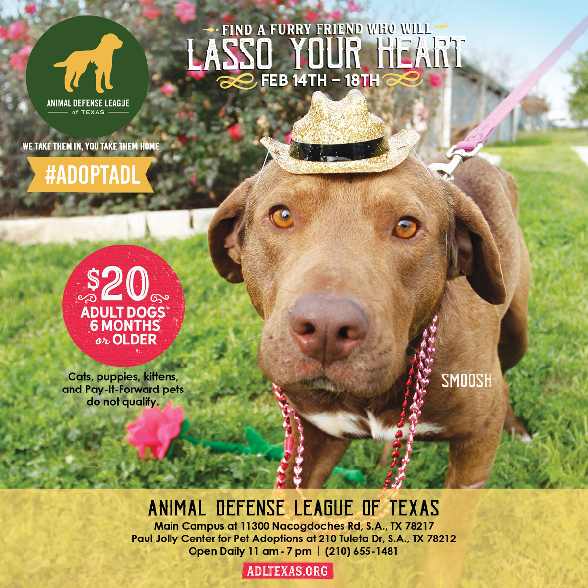 Find a Furry Friend who'll Lasso Your Heart! - Animal Defense League of ...