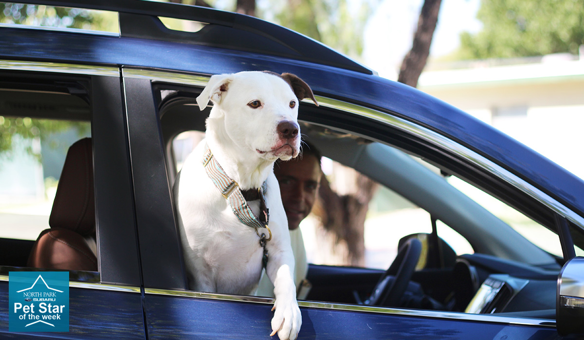 North Park Subaru Pet Star Dave