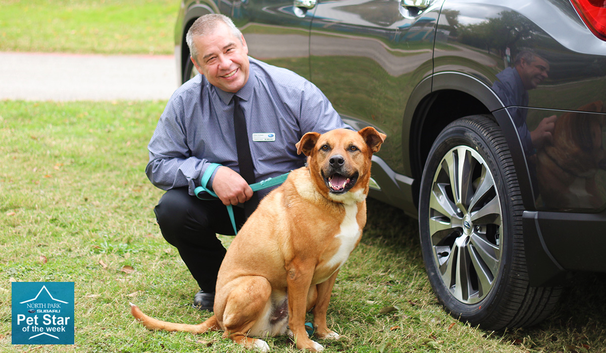 North Park Subaru Pet Star - Big Boy