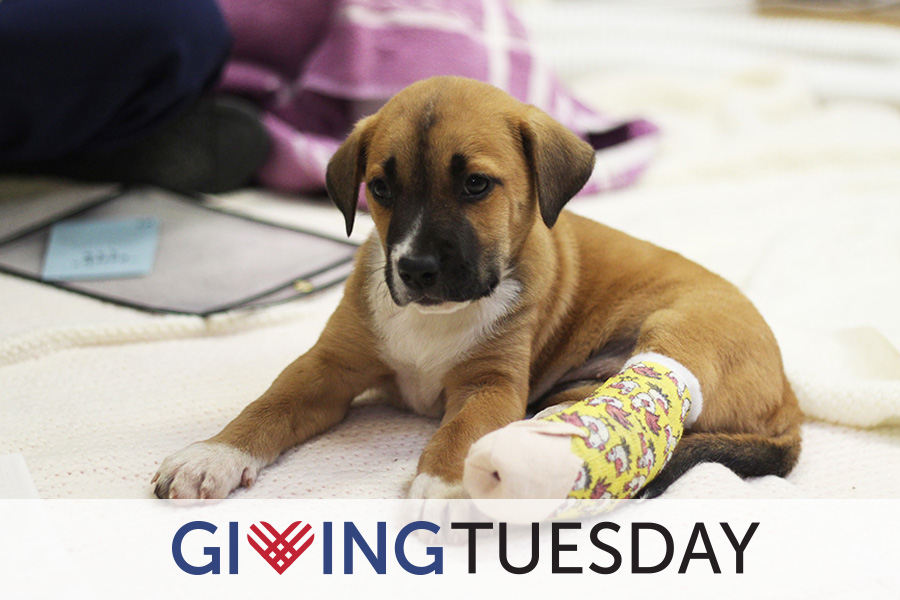 Giving Tuesday 2019
