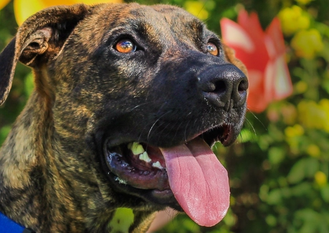 Animal Defense League of Texas Paul Jolly Center for Pet Adoptions