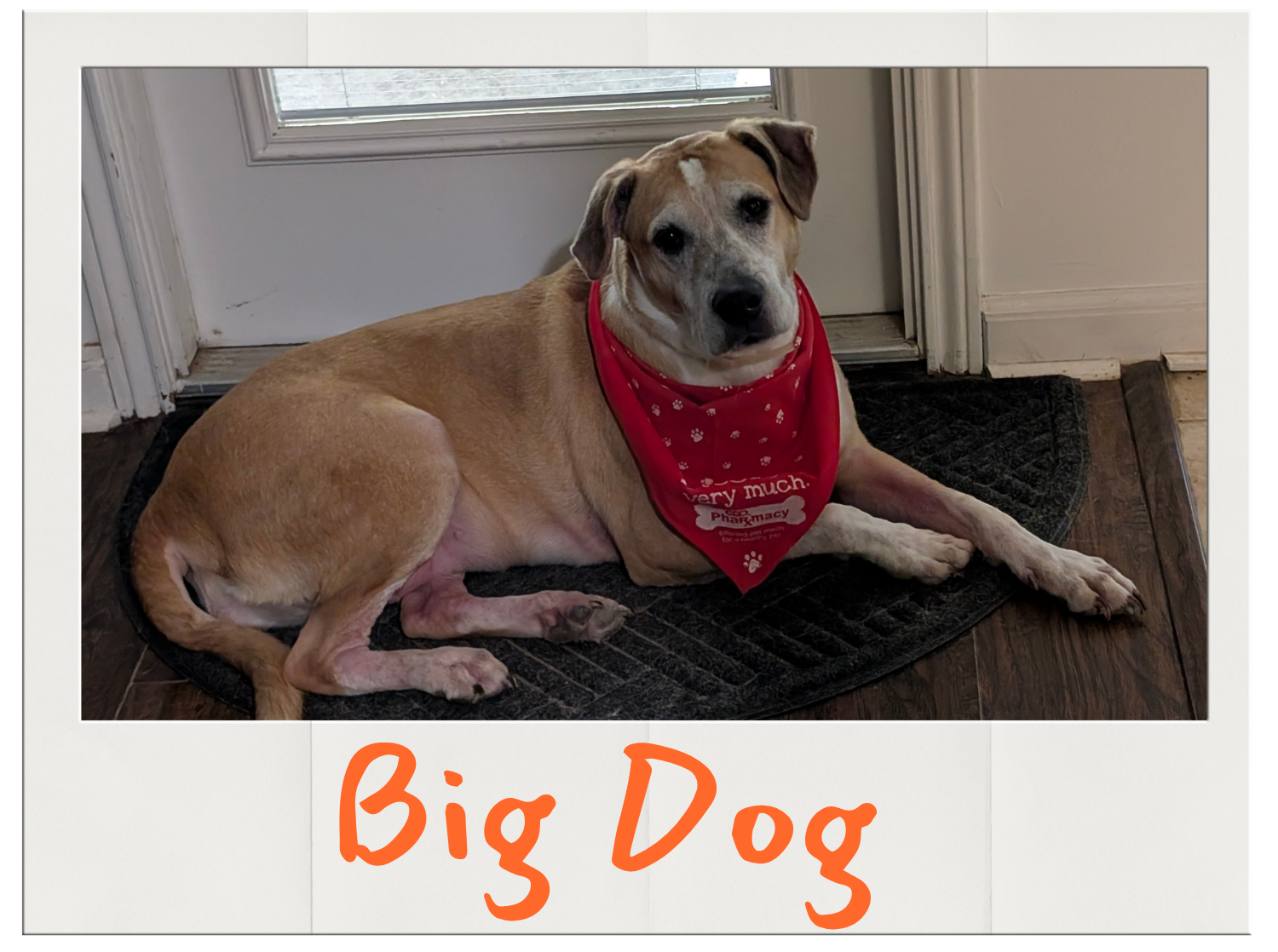 Big Dog