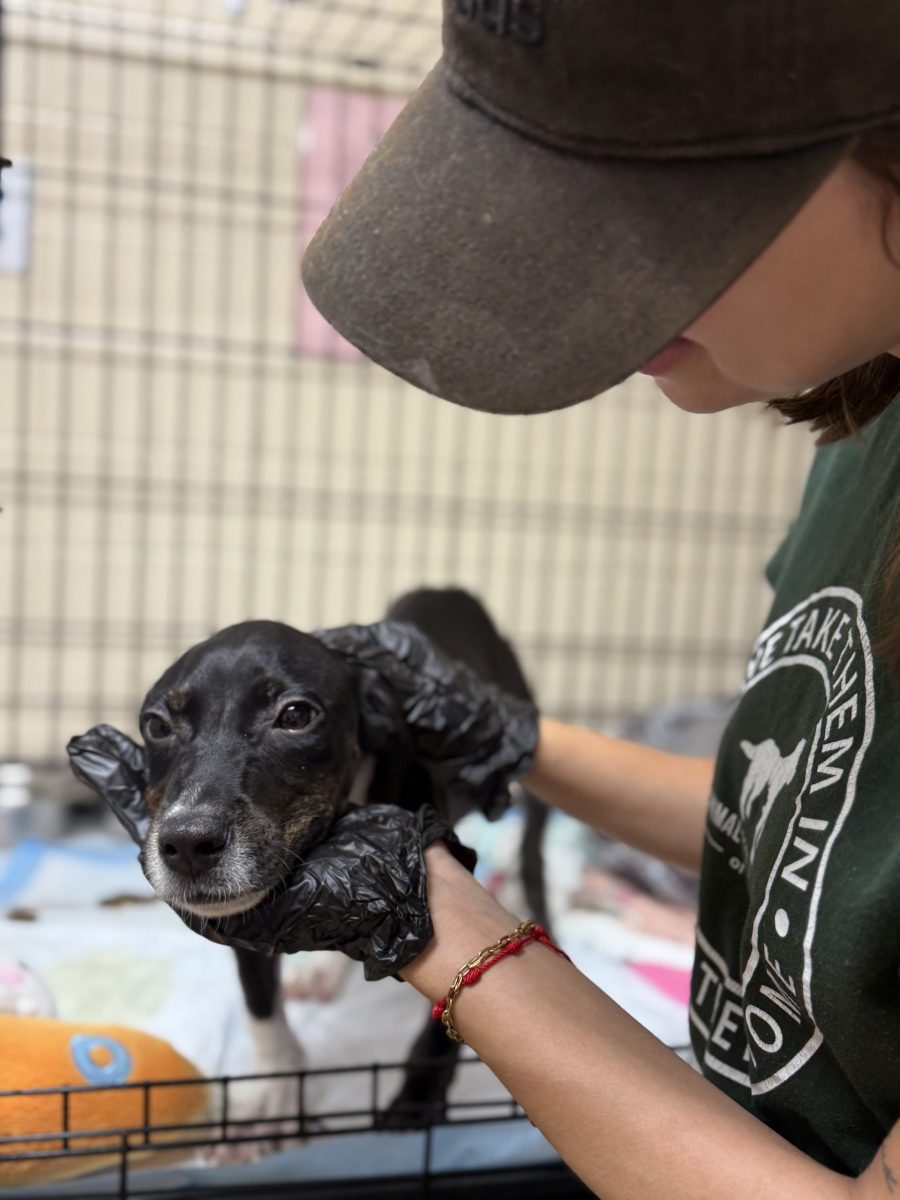 IMG_6242