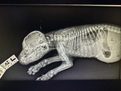 6-19-25-Amora-X-ray-intake