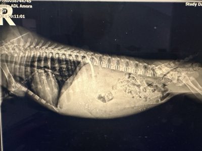 7-17-25-Amora-X-ray