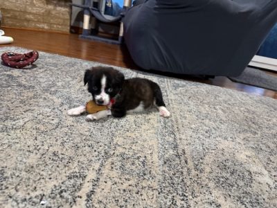 Amora-In-Foster-4